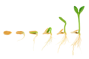 Nitrogen Calculator